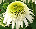 Echinacea deliciousnougat