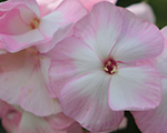 Phlox pan motherofpearl