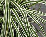 Carex oshimensis everest