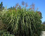 Miscanthus sinensis goliath