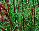 Miscanthus sinensis serengeti