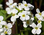 Arabis springsnow