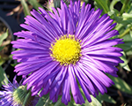 Erigeron schwarzesmeer