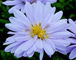 Aster dumosus aquacompact