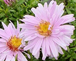 Aster dumosus beryll