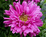 Aster dumosus purplediamond