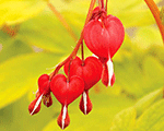 Dicentra spectabilis rubygold