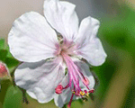 Geranium cantabrigiense biokovo