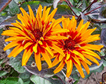 Heliopsis scabra yellowspider