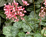 Heuchera littlecutiepeppermint