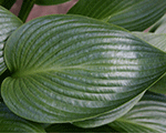 Hosta devongreen