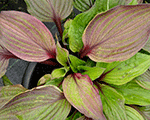 Hosta firstblush