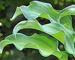 Hosta gravityrock