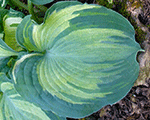 Hosta guardianangel