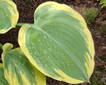 Hosta ivorycoast