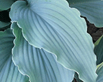 Hosta neptune