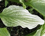 Hosta zebrastripe