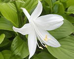 Hosta grandiflora