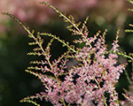 Astilbe inshirachpink