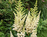 Astilbe ivorypearls