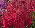 Astilbe hotpearls