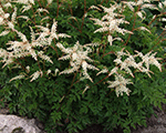 Aruncus aethusifolius elegance