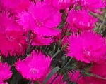 Dianthus waikikipink