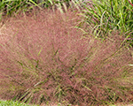 Eragrostis spectabilis