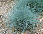 Festuca glauca azurit