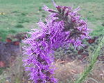 Liatris pycnostachya