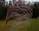 Miscanthus sinensis goliathus