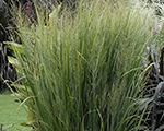 Panicum virgatum northwind