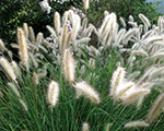 Pennisetum alopecuroides cassian