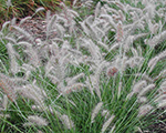 Pennisetum alopecuroides piglet