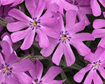 Phlox hybrida bedazzledpink