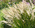 Stipa calamagrostis allgau