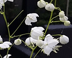 Thalictrum delavayi splendidewhite