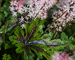 Tiarella angelwings