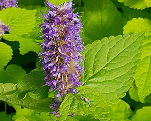 Agastahe 'Golden Jubilee'