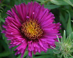 Ziemastere Jaunanglijas 'Septemberrubin'