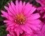 Aster novae angliae vibrantdome