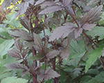 Cimicifuga ramosa metallicblackberry