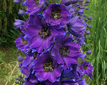 Delphinium darkbluedarkbee