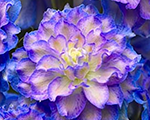 Delphinium highlanderbolero