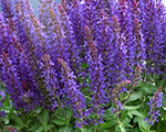 Salvia nemorosa sensationdeepblue