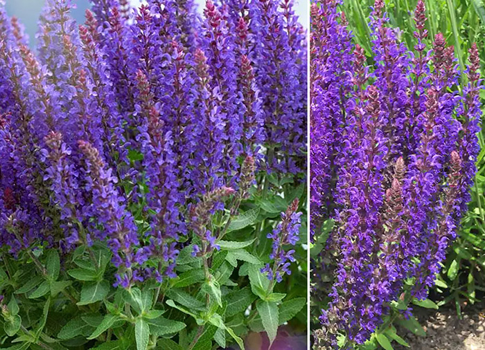 Perennials - Salvija birztalu 'Sensation Medium Deep Blue' / Stādu ...