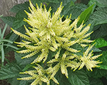 Aruncus sparkles