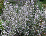 Calamintha nepeta triumphator