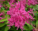 Filipendula purpurea