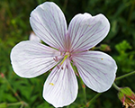 Geranium clarkei kashmirwhite